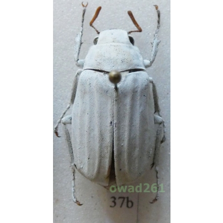 Lepidiota stigma (Fabricius, 1798) 27mm Thailand37b